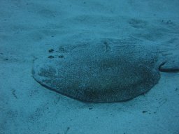 img_7096