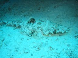 safaga_200303_046