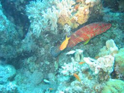 safaga_200303_058