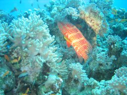 safaga_200303_059