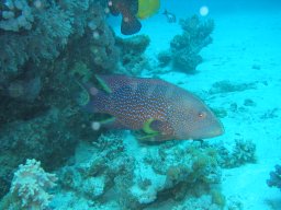 safaga_200303_062