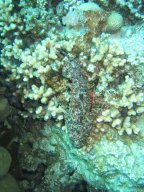 safaga_200303_101