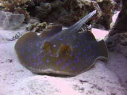 safaga_dive_200609_003