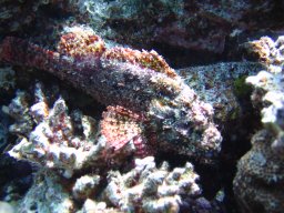 safaga_dive_200609_005