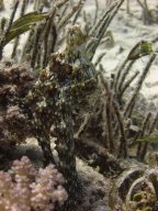 safaga_dive_200609_009