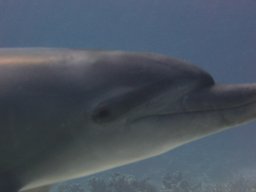 safaga_dive_200609_010