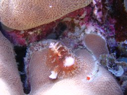 safaga_dive_200609_015