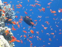 safaga_dive_200609_025