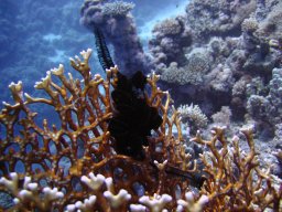 safaga_dive_200609_027
