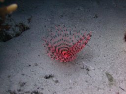 safaga_dive_200609_028