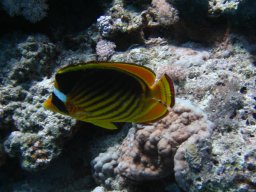 safaga_dive_200609_072