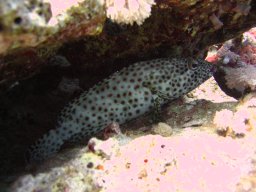 safaga_dive_200609_081