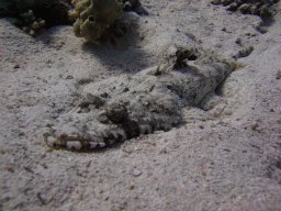 safaga_dive_200609_084