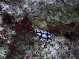 safaga_dive_200609_085