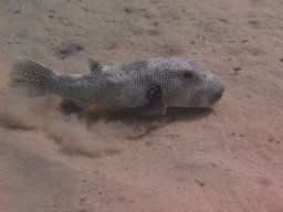 safaga_dive_200609_095