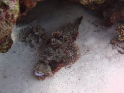 safaga_dive_200609_102