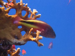 safaga_dive_200609_106
