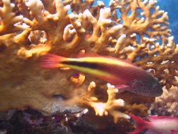 safaga_dive_200609_107