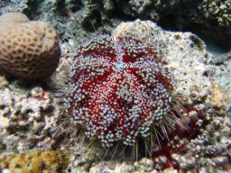 safaga_dive_200609_108