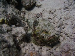 safaga_dive_200609_118