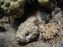safaga_dive_200609_119